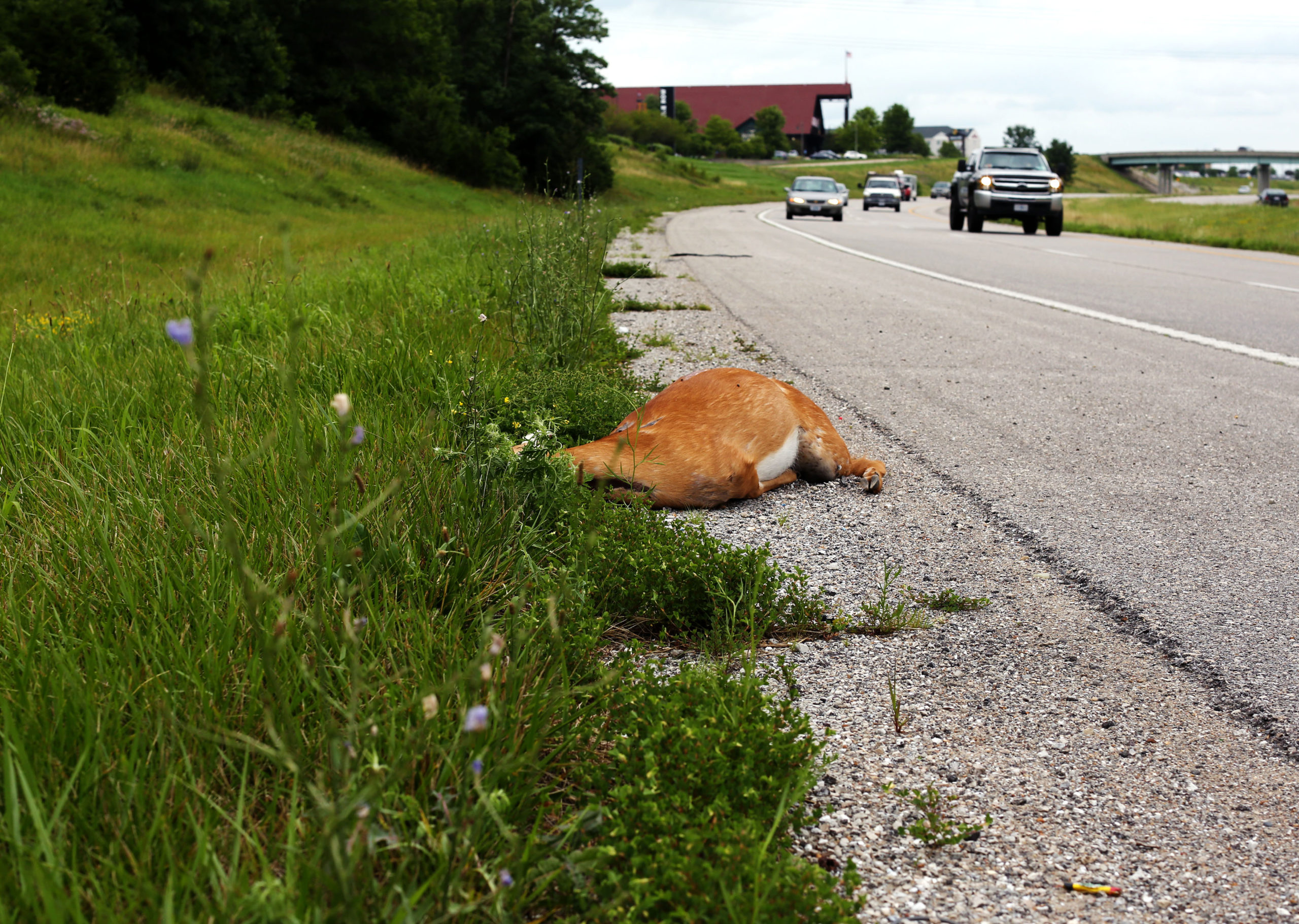 The secret of roadkill: How climate change is increasing killer collisions  - Missouri Information Corps
